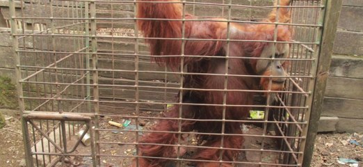Prisonnier durant 20 ans d'une minuscule cage, un orang-outan voit sa vie enfin changer...