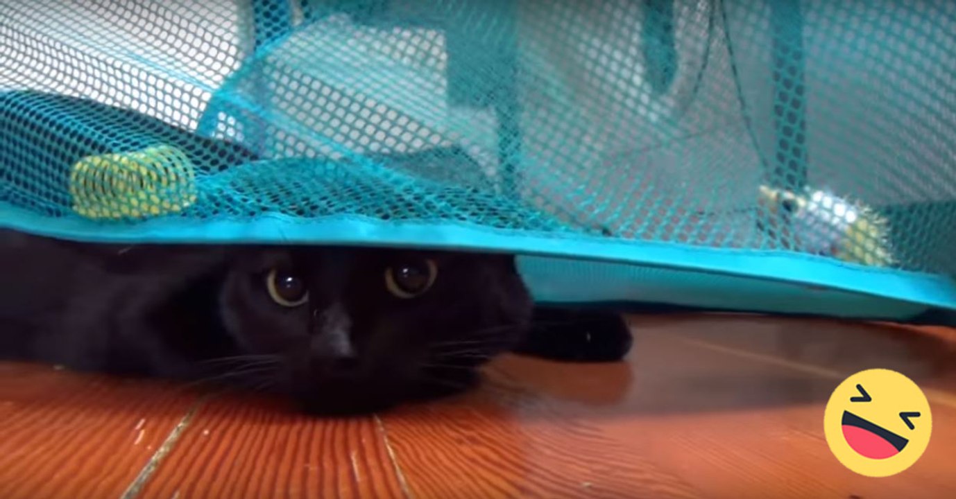 Quand le chat tombe sur le panier à linge de la...
