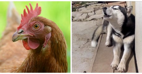 La chienne husky Maya a une longue discussion avec... des poules!
