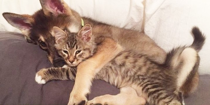 Elle emmène son chien au refuge pour lui trouver un copain. La suite est improbable !