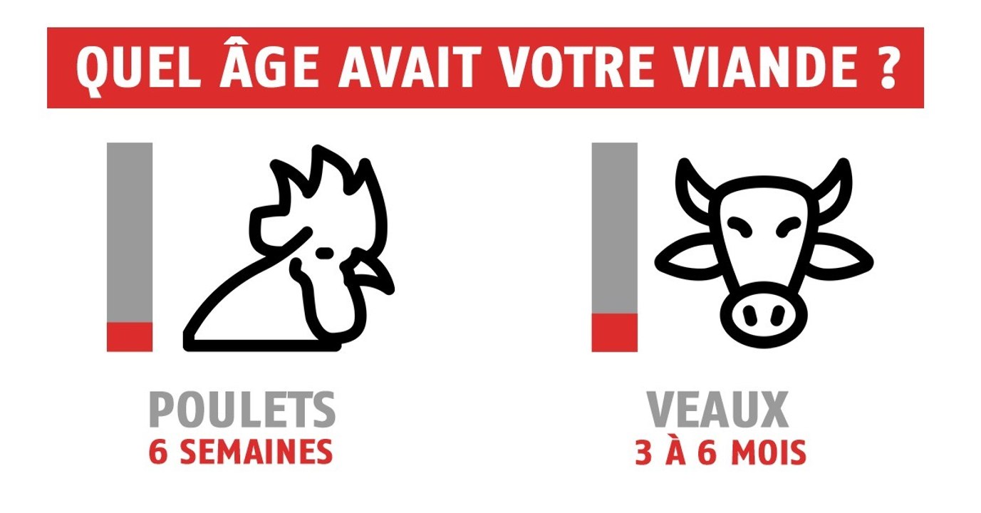 Poulet, boeuf, agneau... Quel âge avait votre viande ?