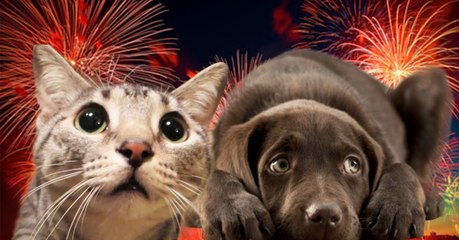 Le 14 juillet, faites très attention à vos animaux ! Voici pourquoi...