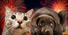 Le 14 juillet, faites très attention à vos animaux ! Voici pourquoi...