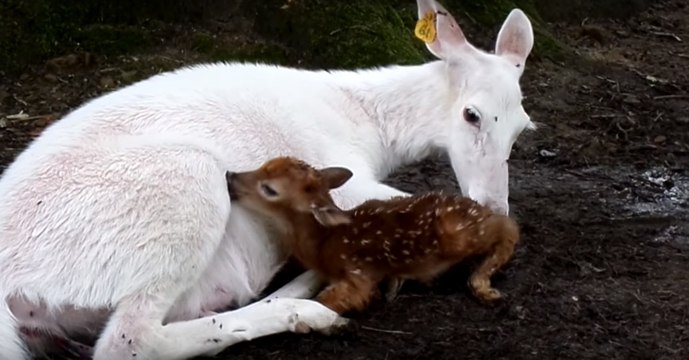 Cette magnifique biche vient de donner naissance à un petit faon, mais une autre surprise l'attend...