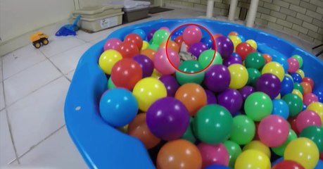 Un chat s'amuse comme un fou dans une piscine à balles !