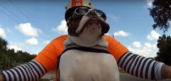 Quand ce bouledogue biker croise un autre motard, il lui fait coucou de la patte !