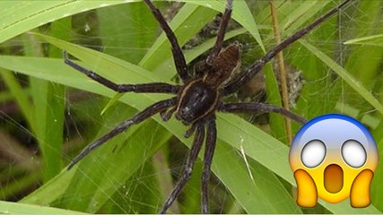 Des araignées aussi grosses que des rats sont relachées dans la nature en Angleterre par une association de préservation animale