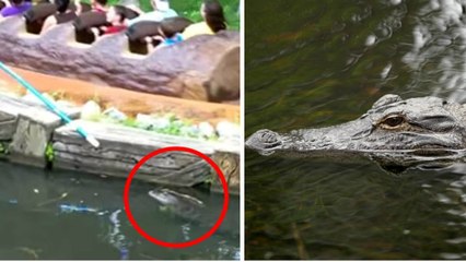 Disney World (Orlando) : après l'enfant emporté par un alligator, voici une nouvelle vidéo qui va accabler le parc