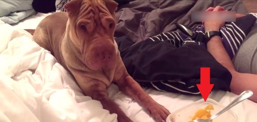 Cette chienne Shar Pei a l'air bien sage. Mais gardez l'oeil sur la petite boîte à droite...