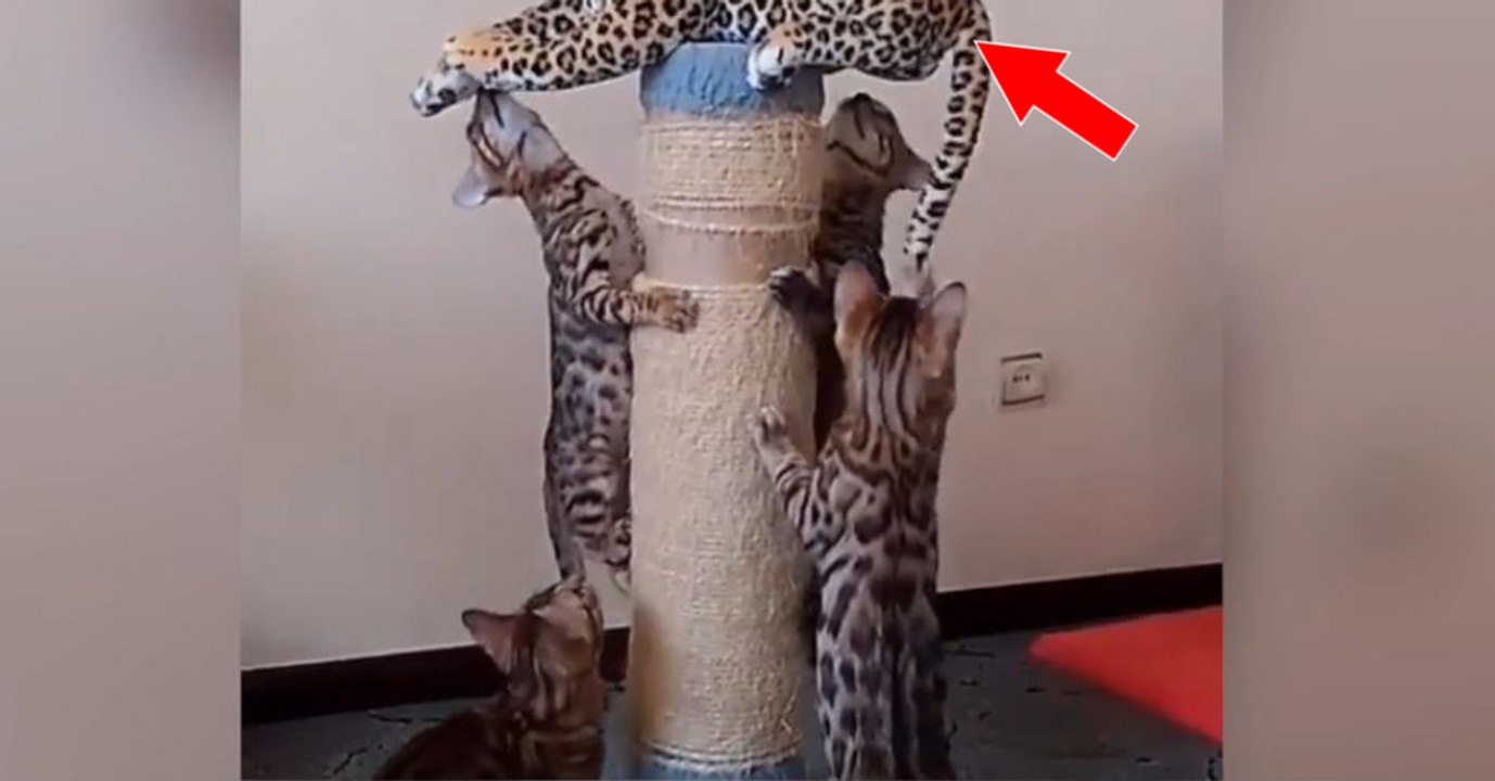 Ces petits chats Bengal pleins d'énergie ont trouvé un nouveau jeu surprenant...