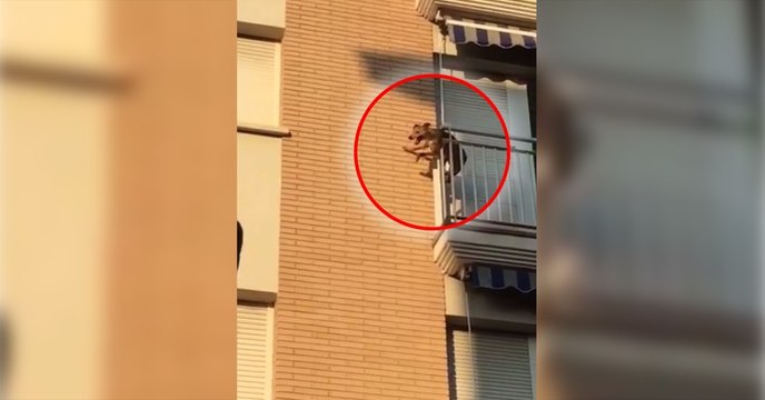 Désespéré, un chien saute d’un balcon où ses maîtres l'avaient laissé en plein soleil