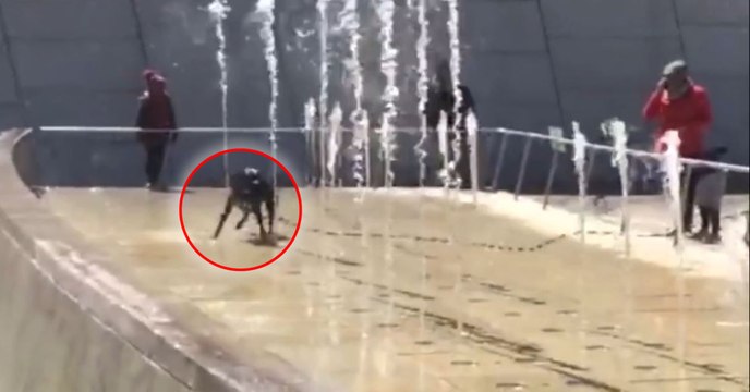 Ce chien s'éclate comme un petit fou avec les jets d'eau de la fontaine !