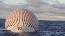 Australie : des pêcheurs tombent sur une énorme boule en plein océan. La photo a fait le tour du monde