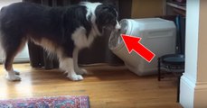 Grâce à une caméra, ils découvrent comment leur chien arrive à ouvrir son container à croquettes en leur absence
