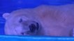 Cet ours polaire vit enfermé dans un centre commercial pour servir d'attraction aux visiteurs
