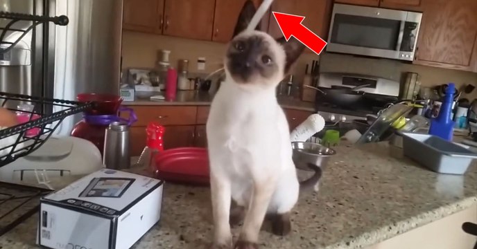 Un chat siamois s'amuse à promener son ballon dans toute la maison