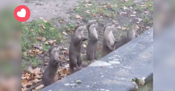 Ces petites loutres sautillent dans tous les sens et poussent les cris les plus adorables du monde