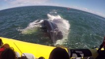 Lac Saint-Laurent (Canada) : des touristes ont failli tomber à l'eau à cause d'une baleine