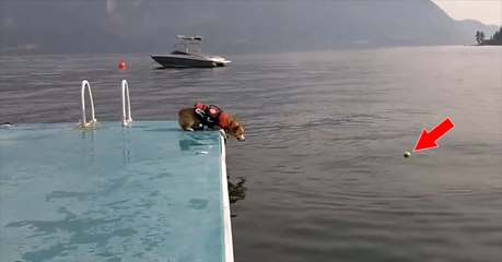 Ce jeune Corgi veut plonger pour récupérer sa balle, mais tout ne se passe pas comme prévu