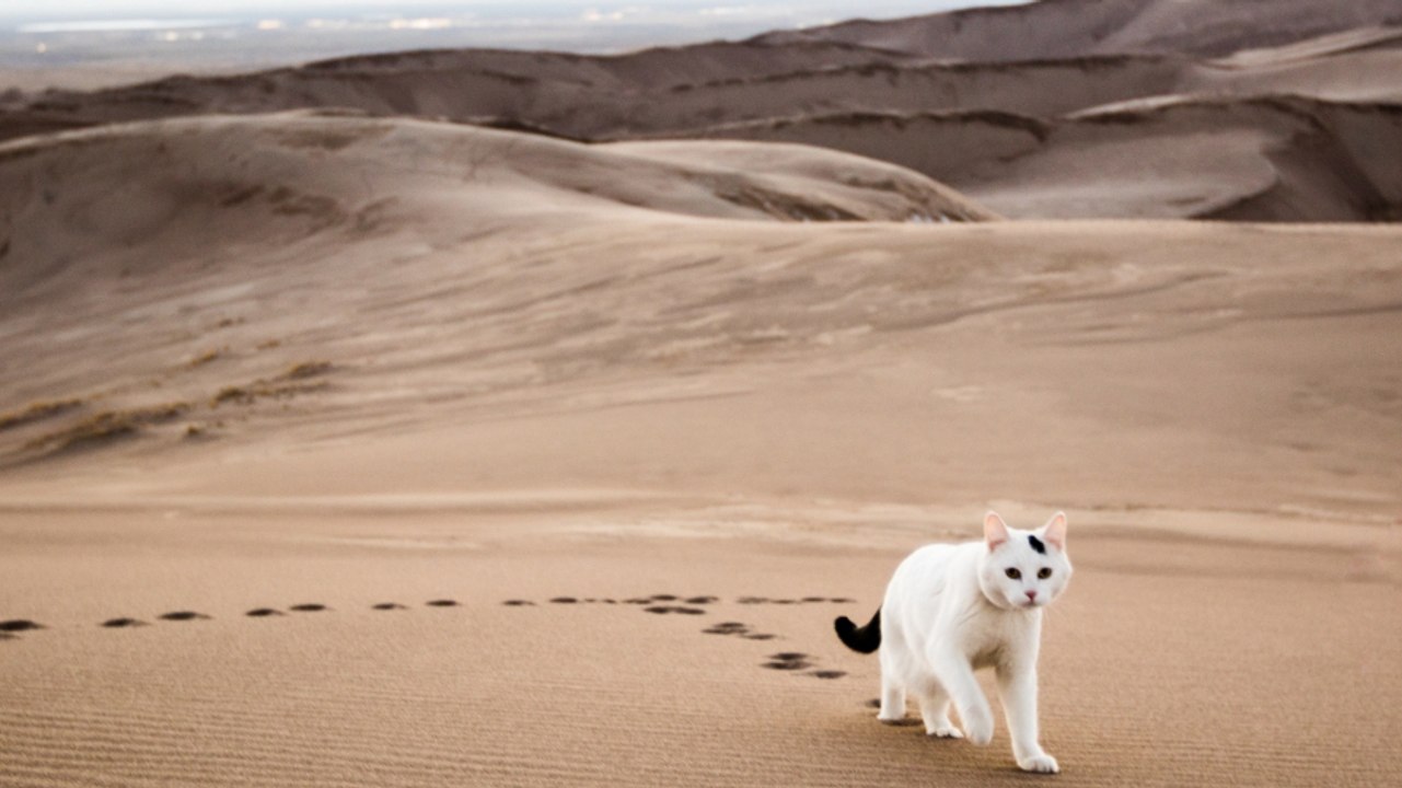Vladmir, le chat qui parcourt les parcs nationaux des Etats-Unis