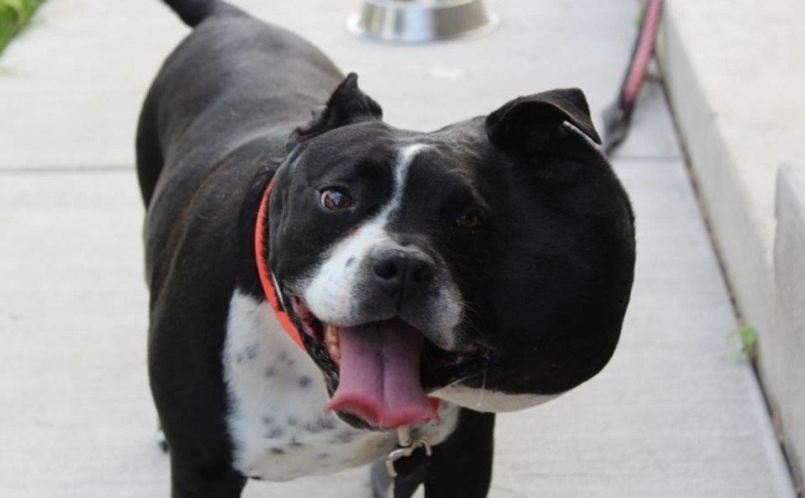 Cette chienne vivait depuis 8 mois avec une tumeur de la taille d'un ballon