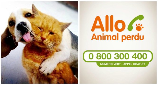 Nouveau : Allo Animal Perdu , le numéro d'urgence pour les animaux perdus ou trouvés