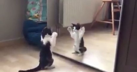 Ce chaton découvre son reflet dans le miroir... Et il est persuadé que c'est un copain!