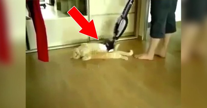 Ce chat adore quand sa maîtresse lui passe l'aspirateur sur le ventre