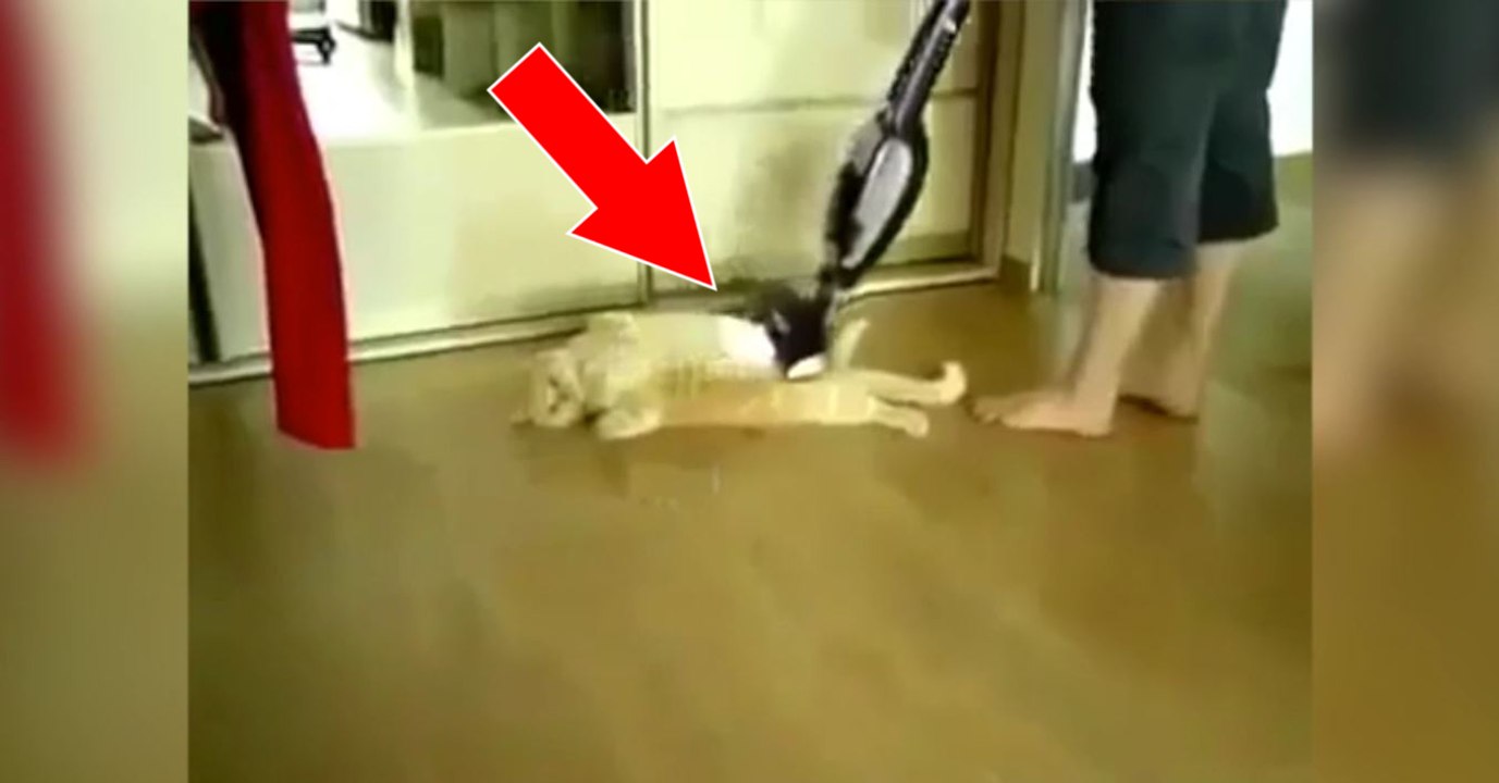 Ce chat adore quand sa maîtresse lui passe l'aspirateur sur le ventre