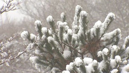 [날씨] 오늘 '입춘'이지만 한겨울 추위...밤부터 충청·호남·제주 많은 눈 / YTN