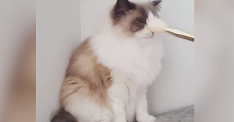 Un adorable chat angora se fait masser avec un pinceau tout doux