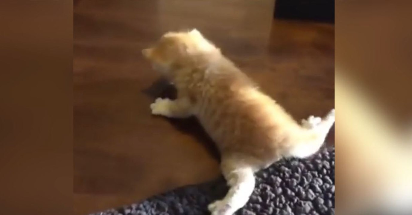 Ce petit chaton roux était orphelin... Mais regardez bien ce qui suit, vous allez fondre!