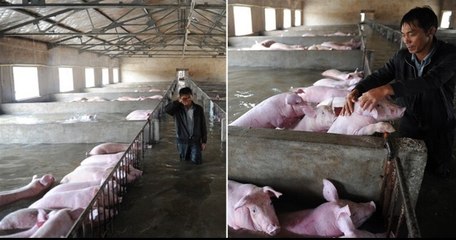 Victime d'inondations, ce fermier a dû prendre la pire décision de toute sa vie...