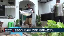 Budidaya Ikan Koi Kontes Seharga 20 Juta