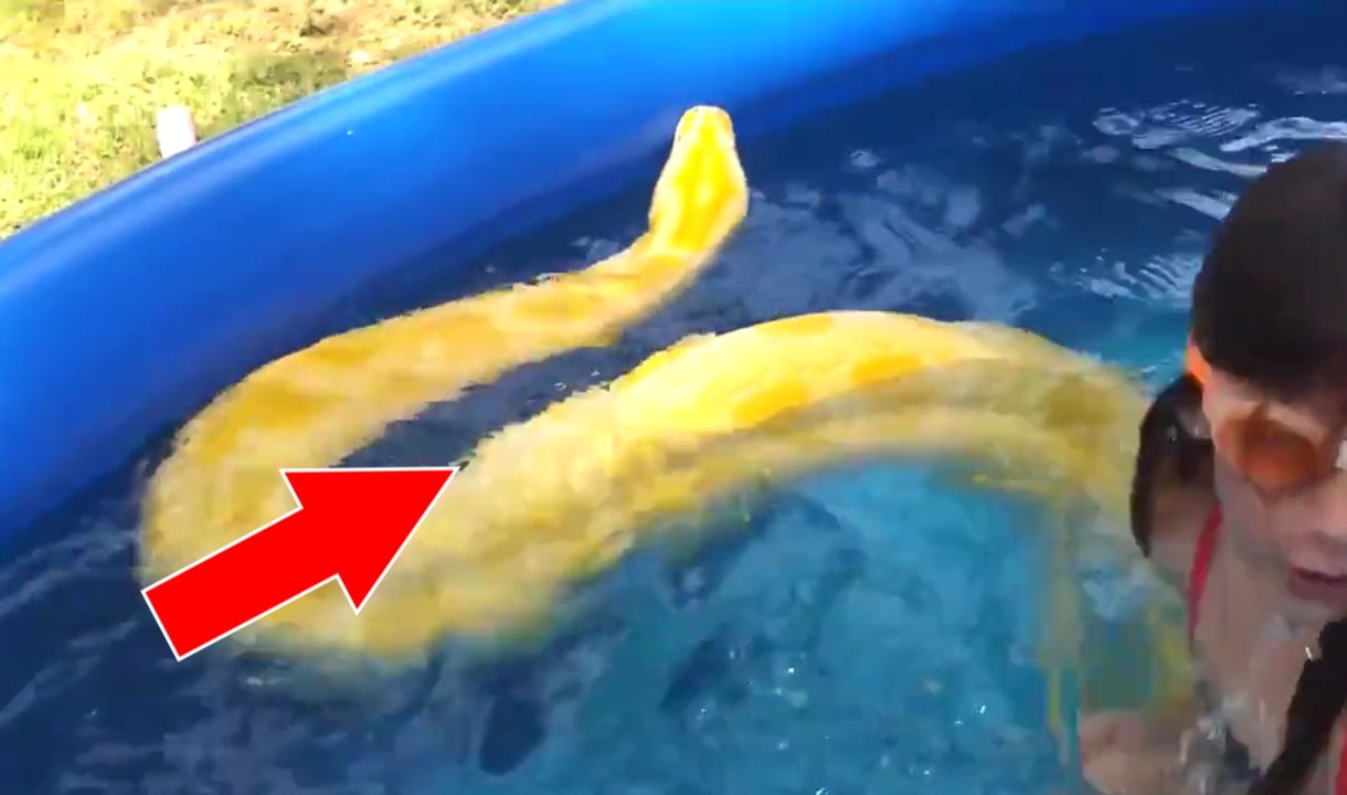 Une enfant nage tranquillement dans sa piscine avec un énorme serpent