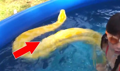 Une enfant nage tranquillement dans sa piscine avec un énorme serpent