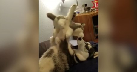 Ce Husky s'éclate avec sa peluche... husky elle aussi!