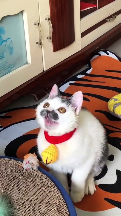 Baby Cats - Cute and Funny Cat Videos Compilation (7)