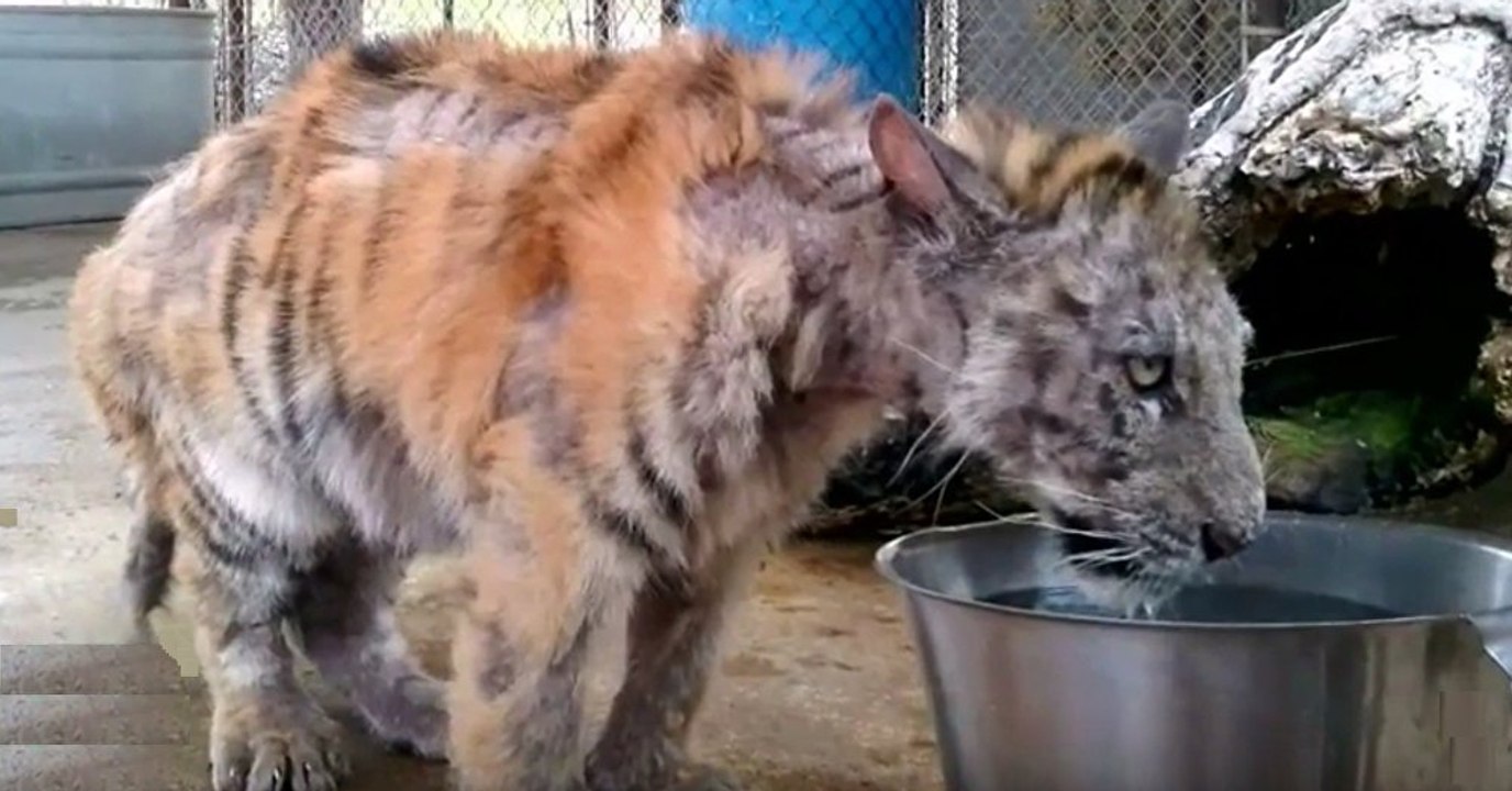Un bébé tigre en piteux état est sauvé du cirque où il était maltraité