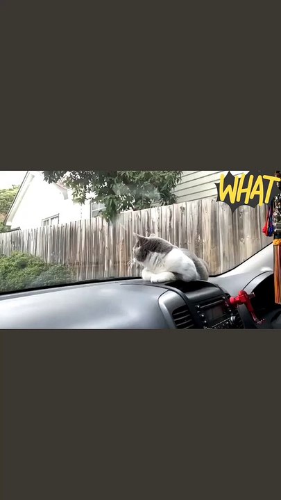 Baby Cats - Cute and Funny Cat Videos Compilation (1)