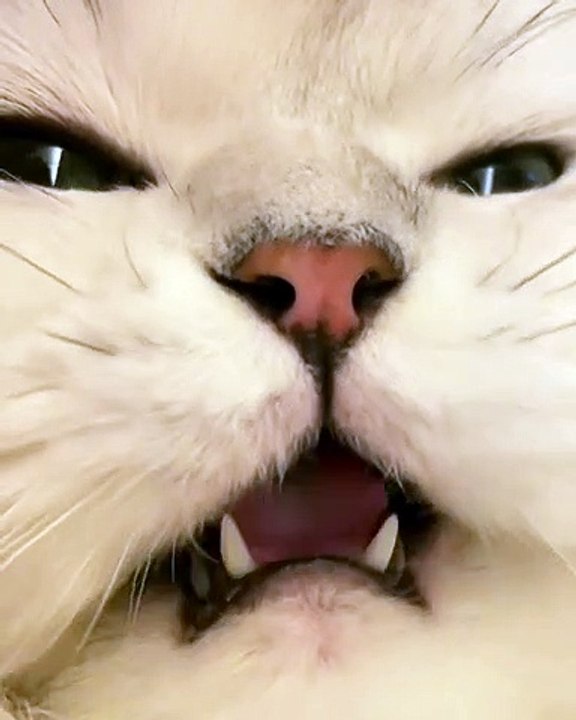 Baby Cats - Cute and Funny Cat Videos Compilation (5)