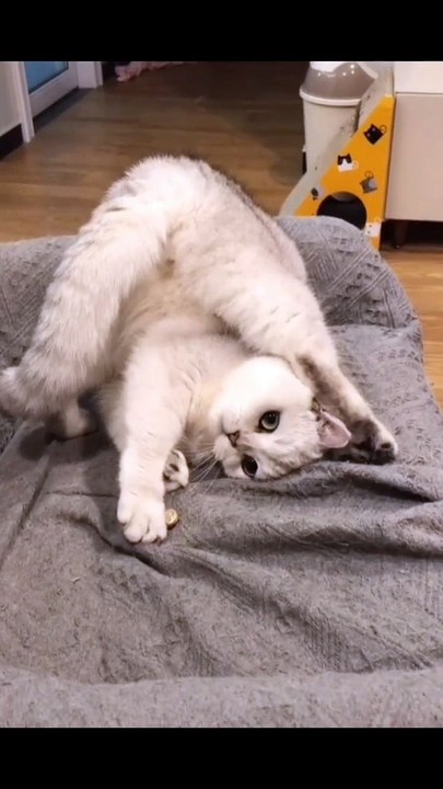 Baby Cats - Cute and Funny Cat Videos Compilation (8)
