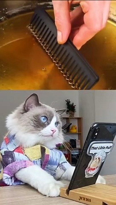 Baby Cats - Cute and Funny Cat Videos Compilation (9)