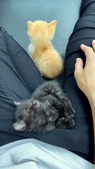 Baby Cats - Cute and Funny Cat Videos Compilation (10)