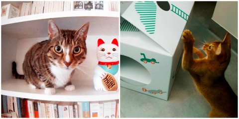 Découvrez le tout premier hôtel pour chats de France !