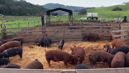 شاهد: باحثون ألمان يعتزمون استنساخ خنازير هذا العام لعمليات زرع قلب للبشر