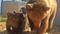 Après des années de captivité, ces deux ourses et leurs petits découvrent enfin la vie à l'air libre