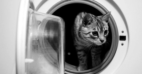 Un chaton survit à un lavage en machine à 60°