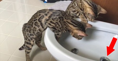 Ces deux petits Bengals s'amusent avec le bidet de la salle de bain