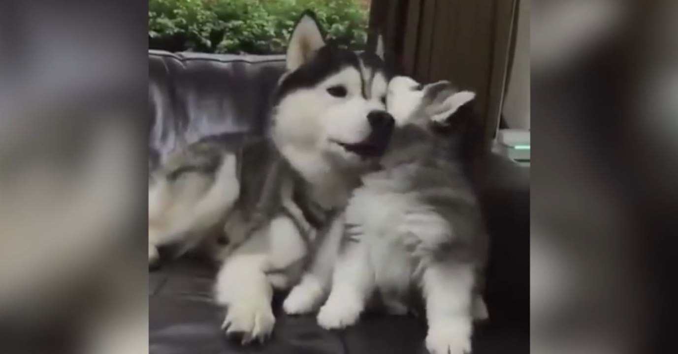 Cette maman husky et son petit se font plein de gros câlins
